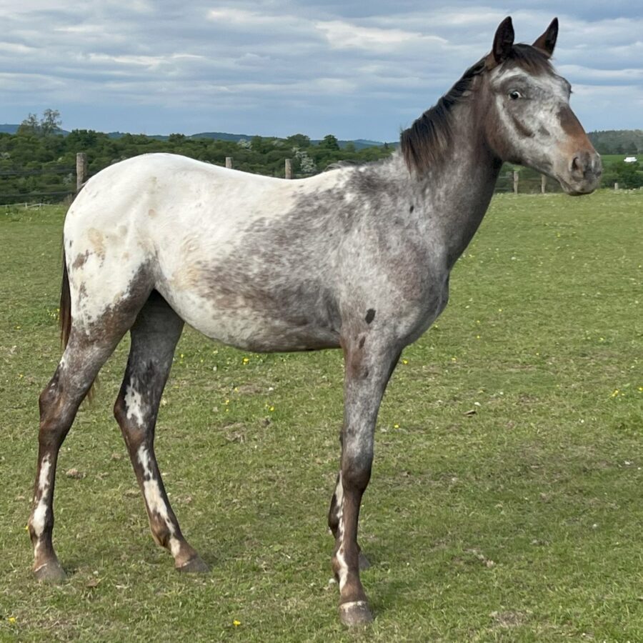 Sakari