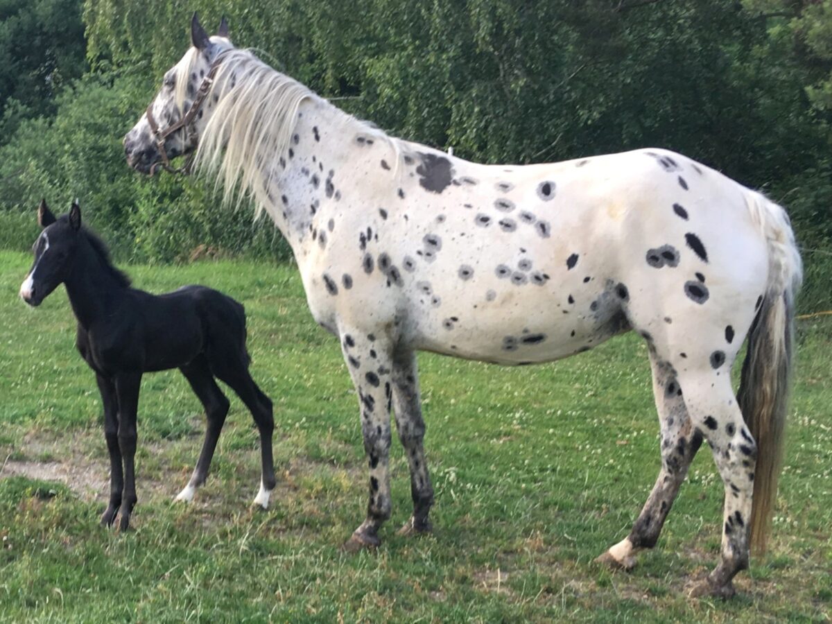 SPIRIT & PAW