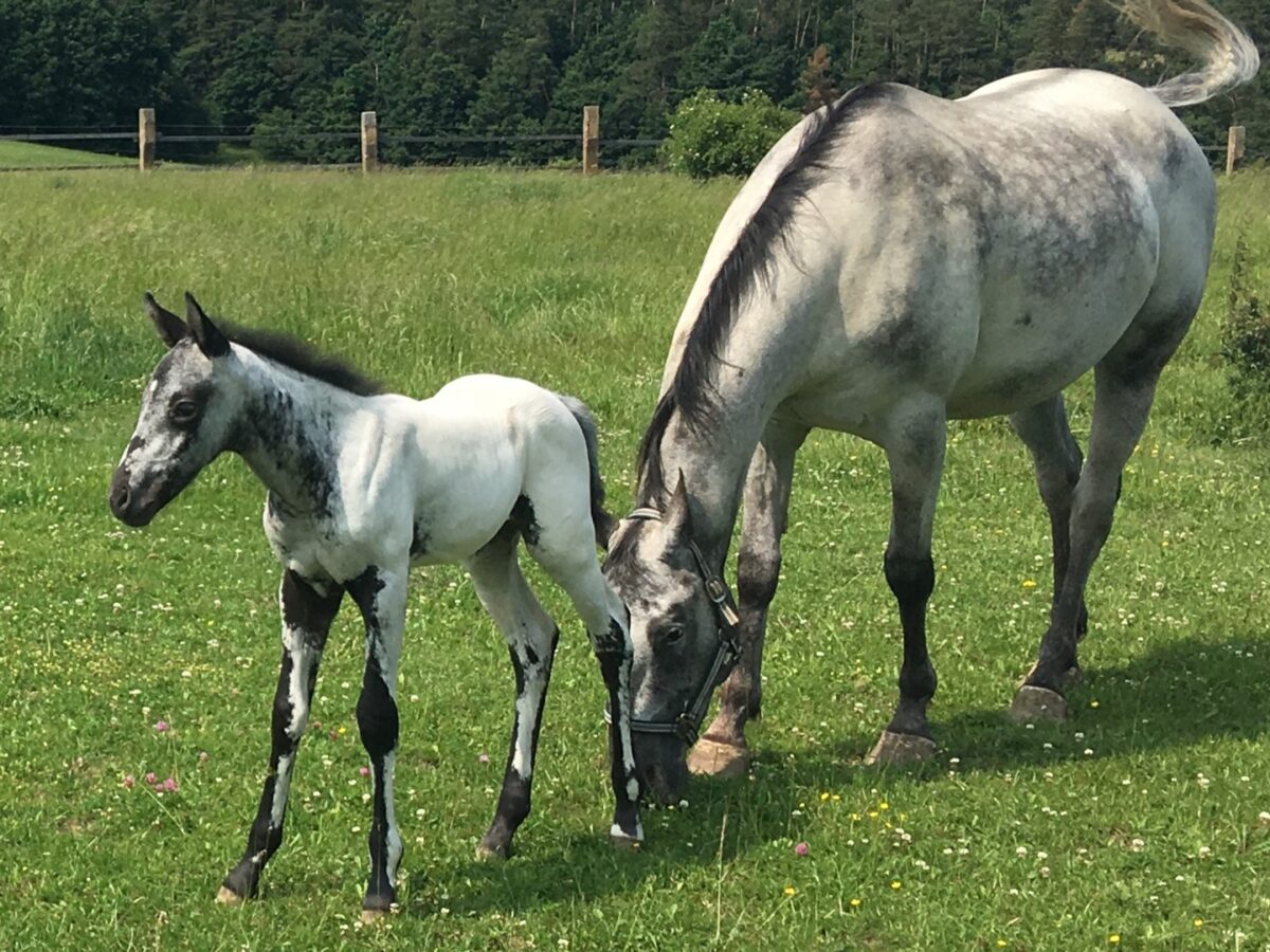 LEGACY & ELIE