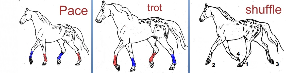 pace - trot - schuffle