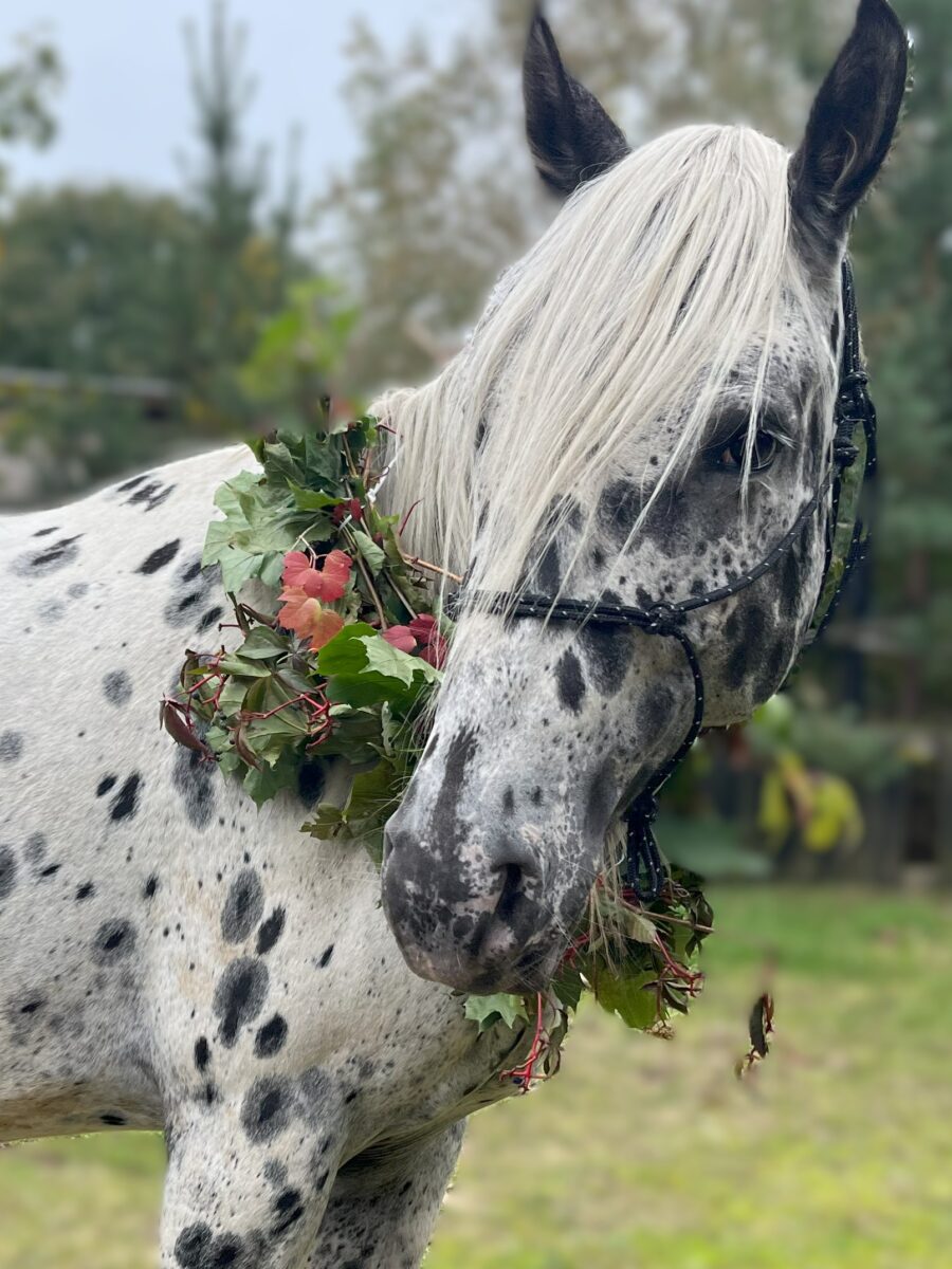 BearPaw Oct.25 BearPaw Oct.25