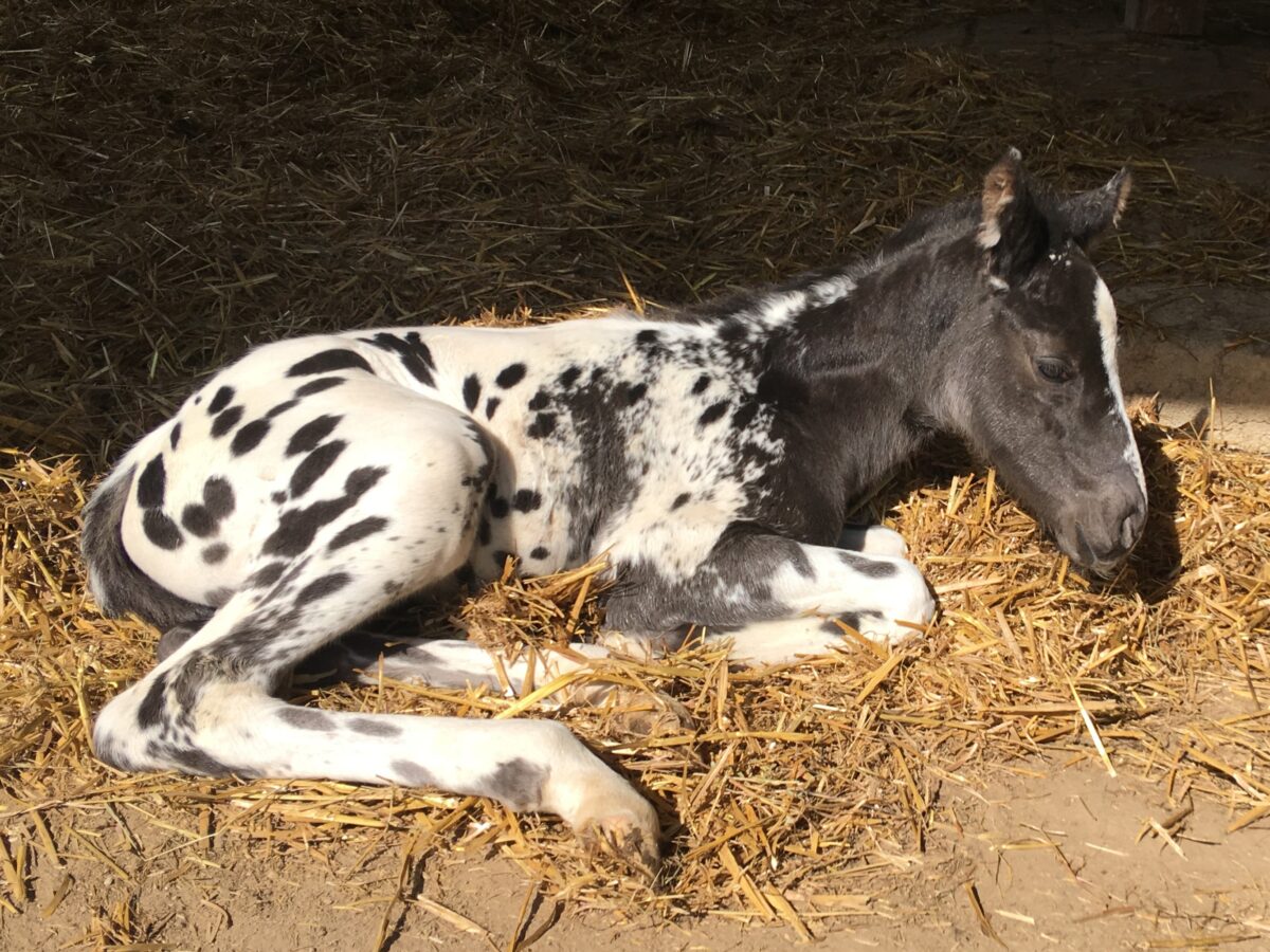 COLT 17/04/2025