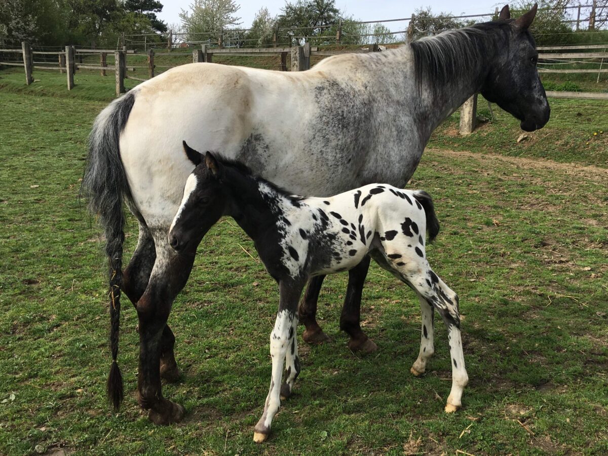 DUSTY & her Colt