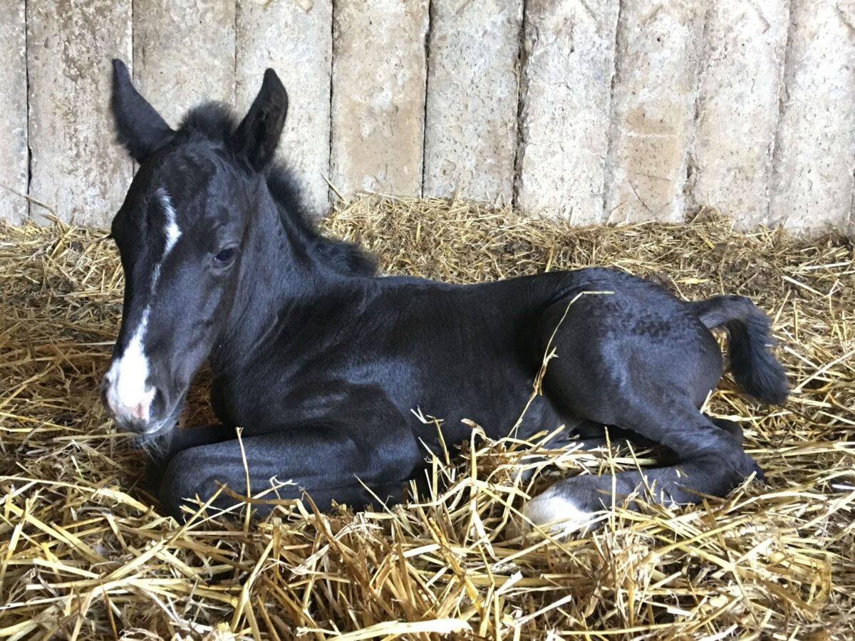 SPIRIT 15/06/25