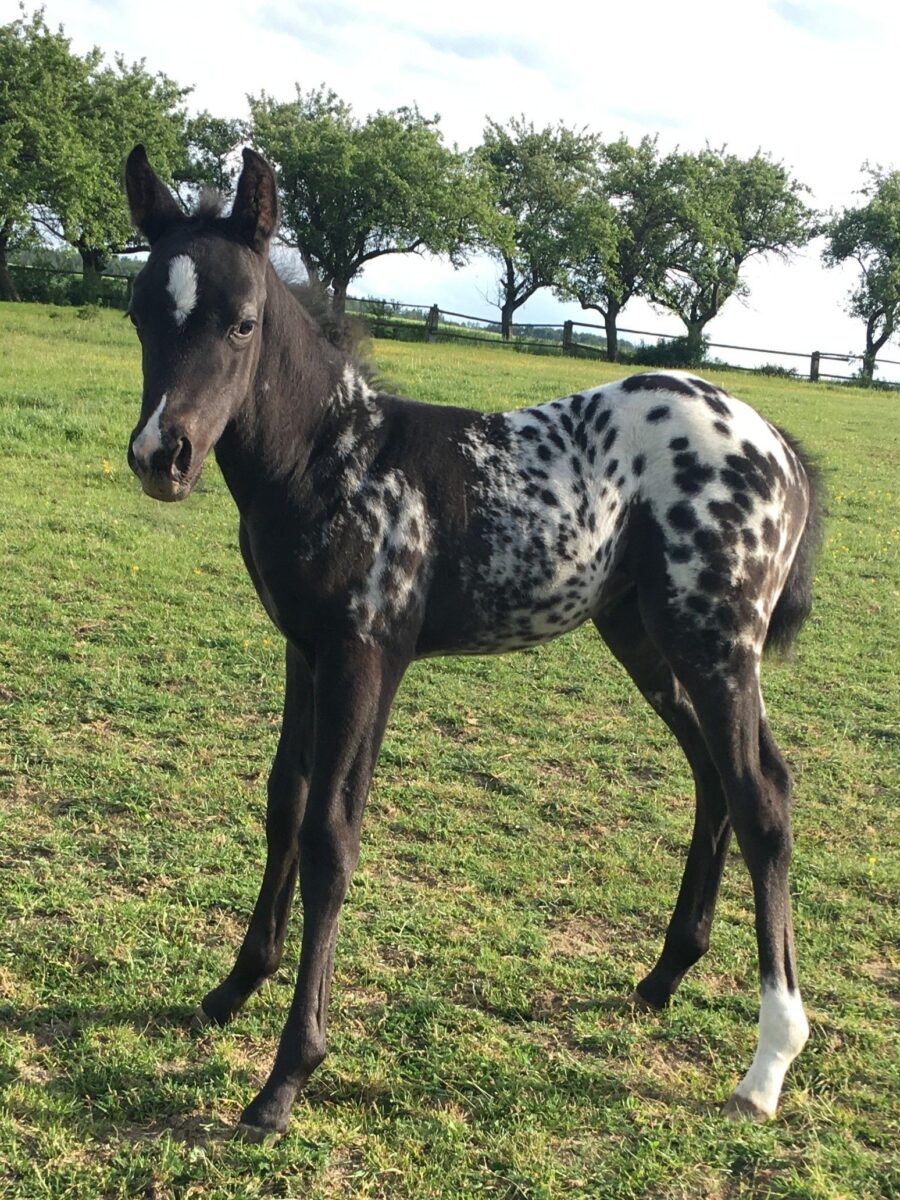 Wanda May 25