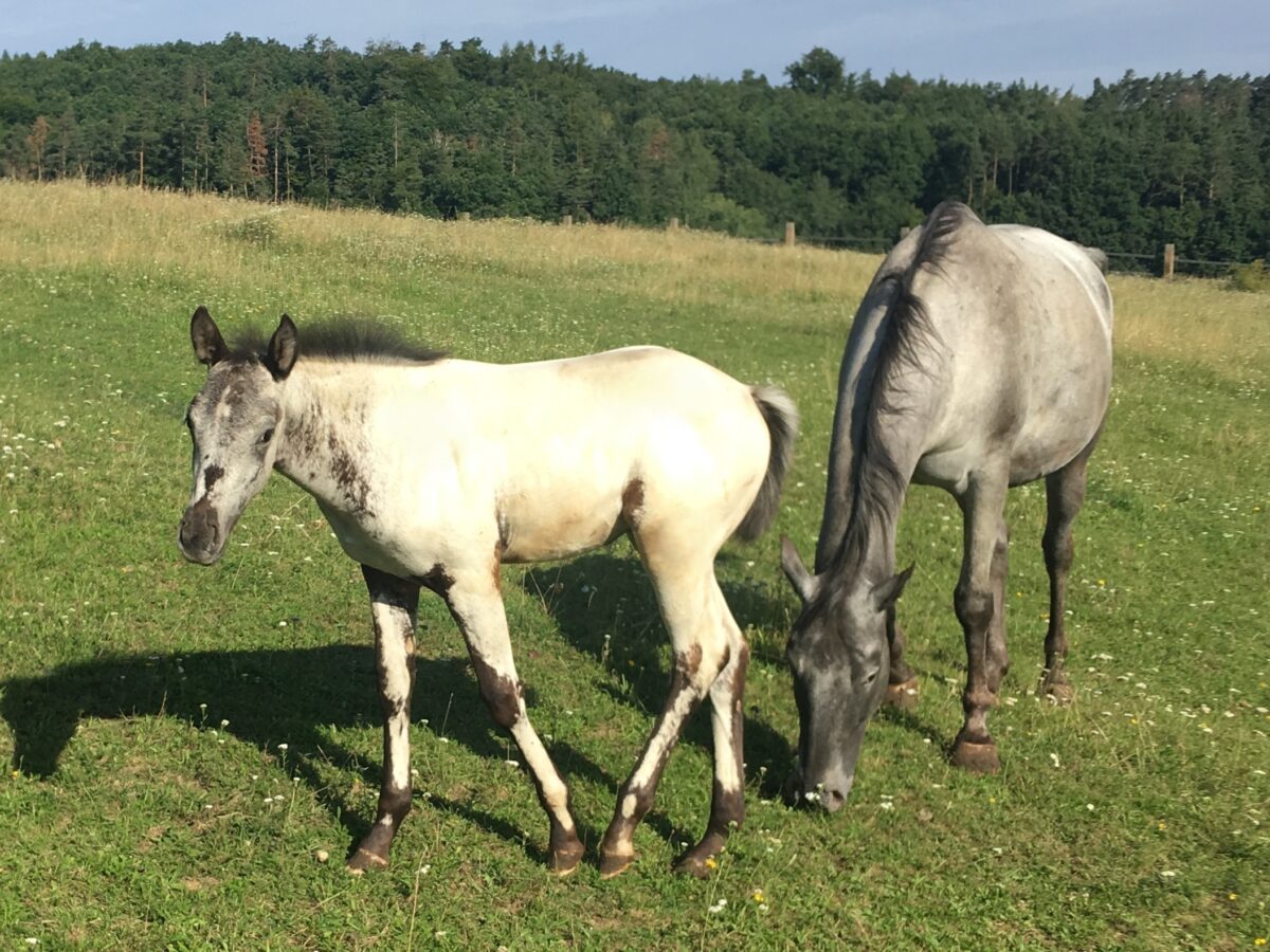 Pepper 8/25