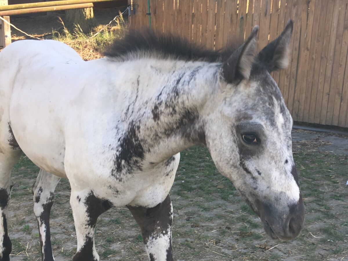 PEPPER 8/25