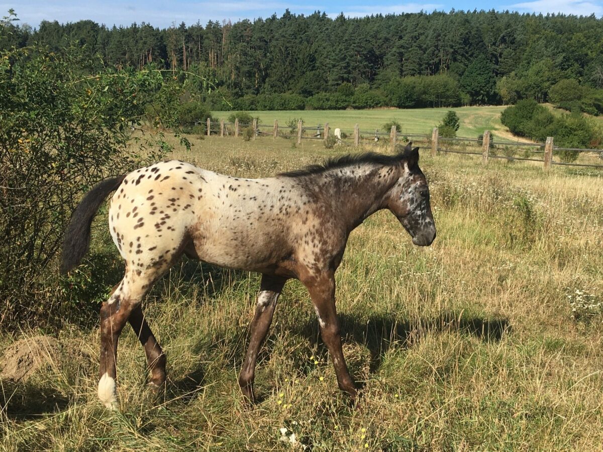 Frida 8/25