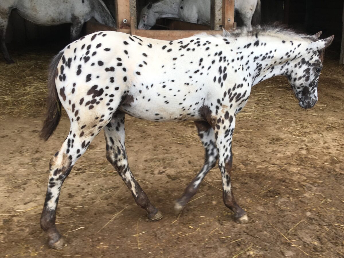 Lace Sept.25 Lace Sept.25