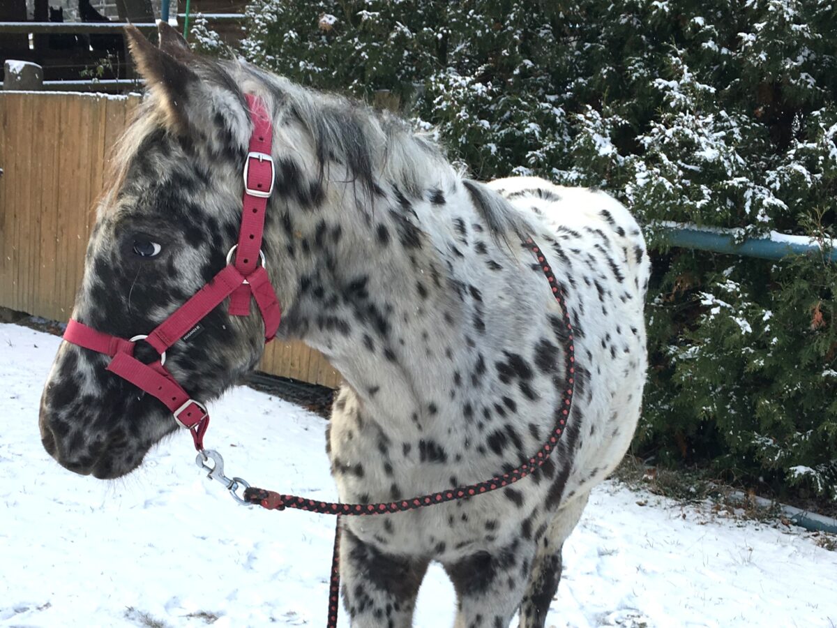 LACE Dec.25 LACE Dec.25