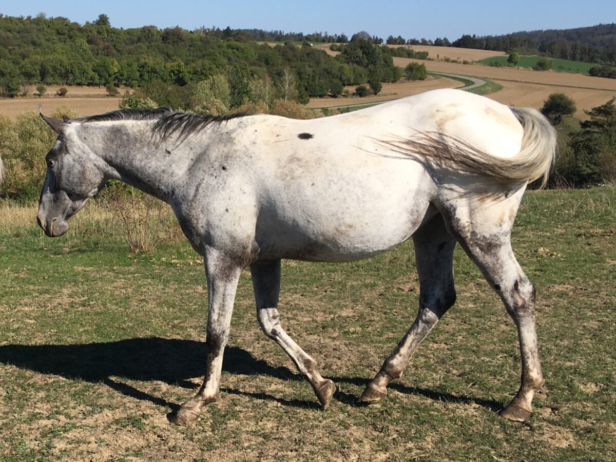 Sakari 9/26