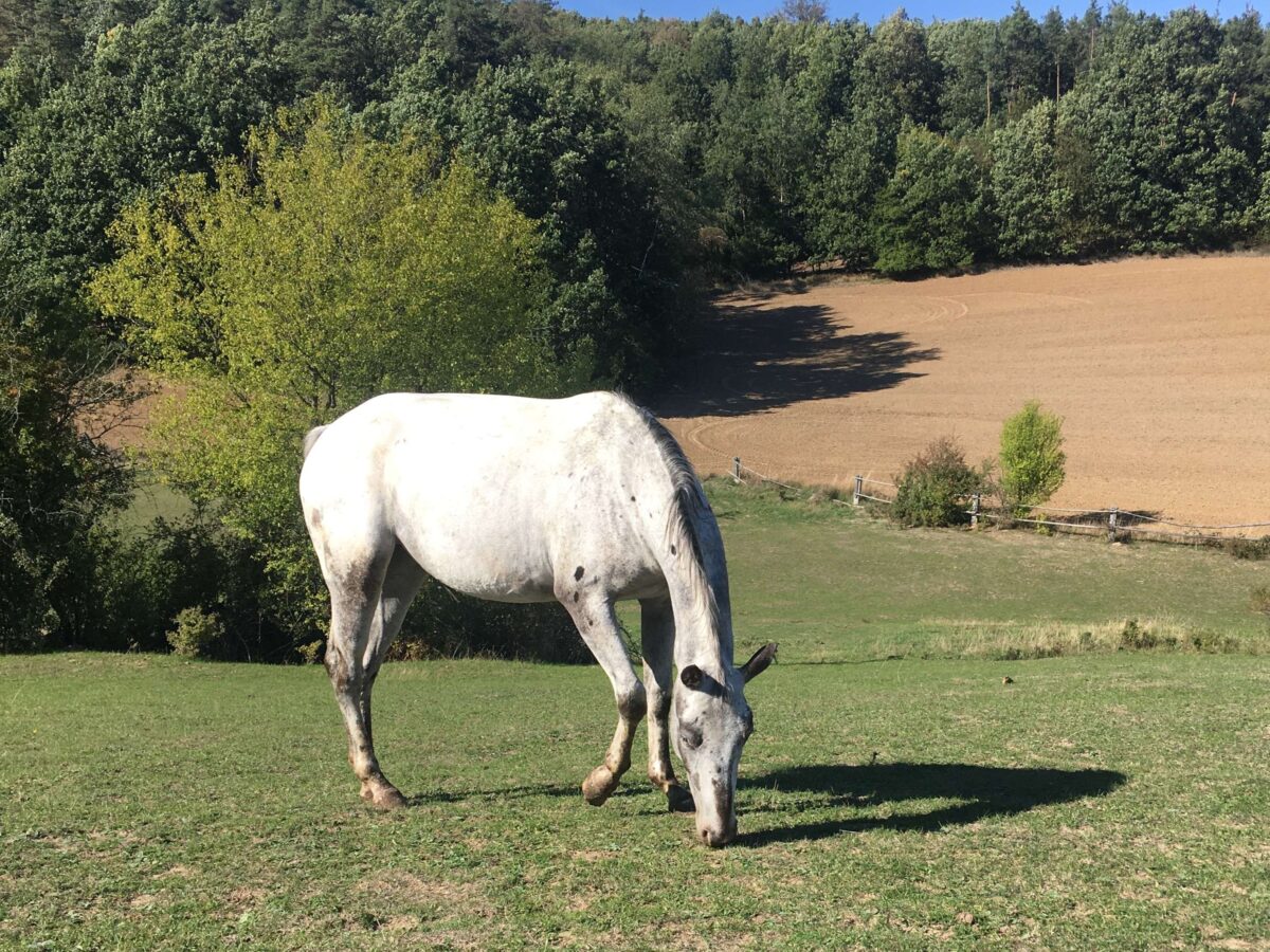 Sakari 9/26