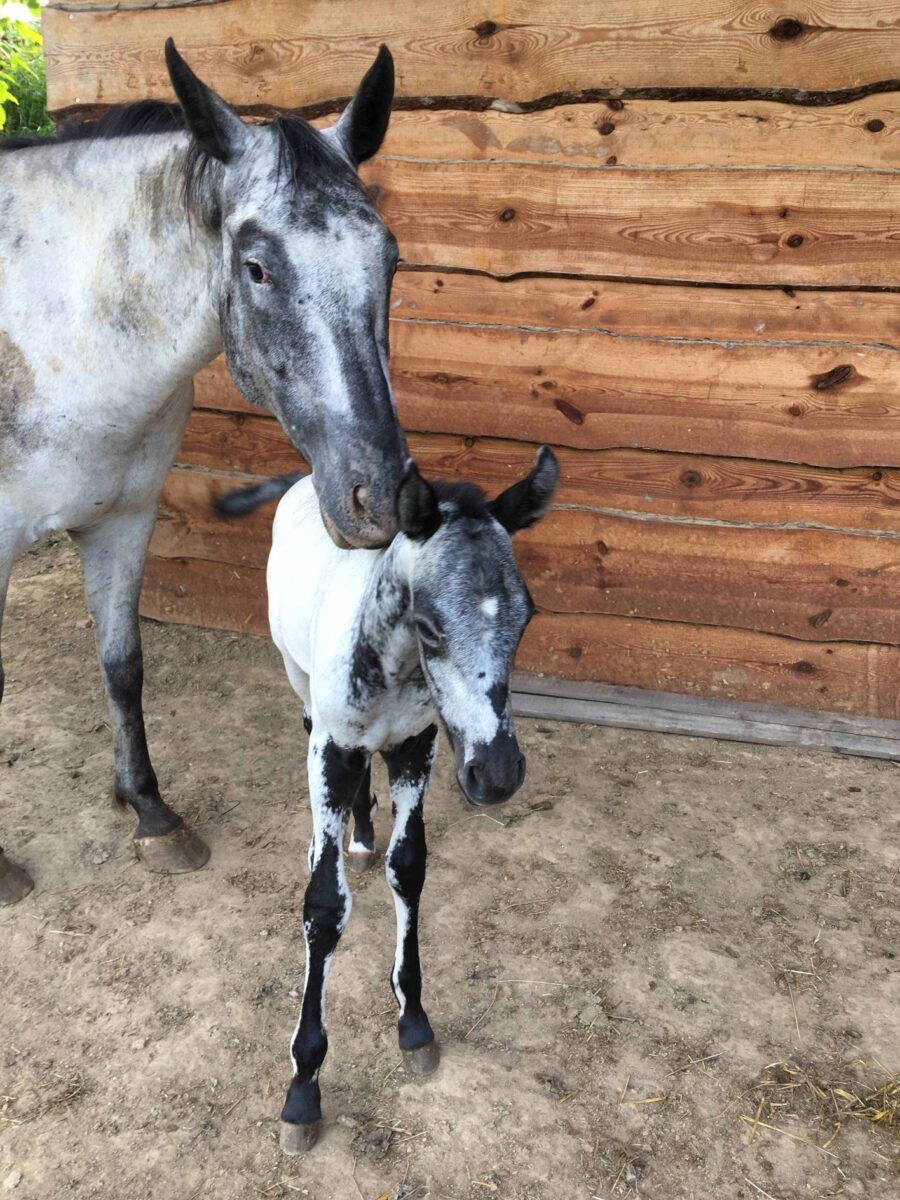 Pepper 3.June 2025