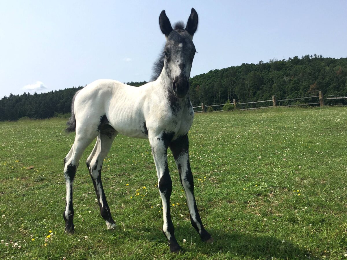 Pepper June 2025