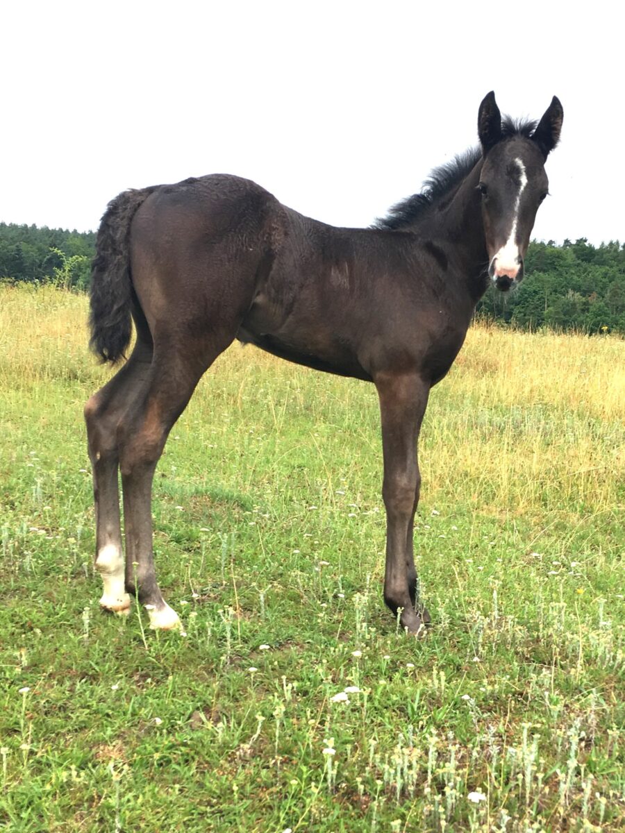 Spirit 8/25