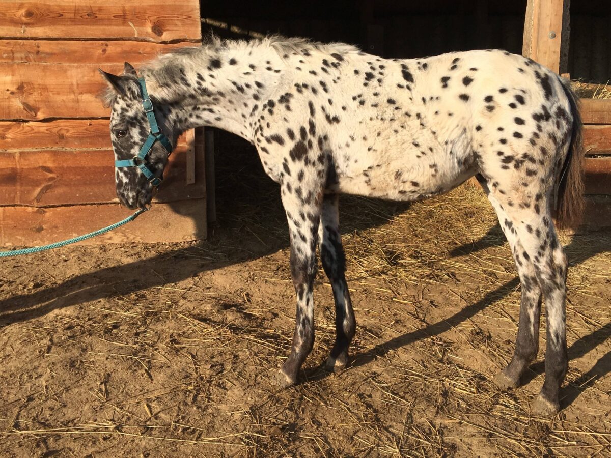 LACE Nov.25 LACE Nov.25