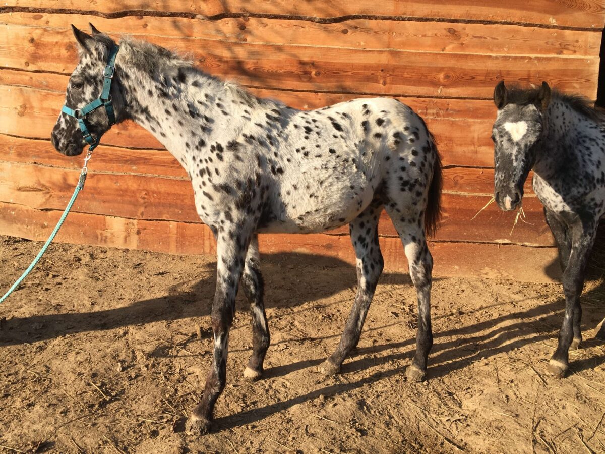 LACE Nov.25 LACE Nov.25