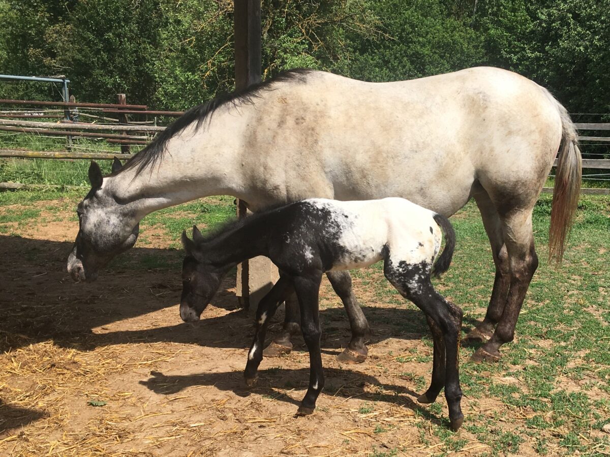Elie and her filly 26