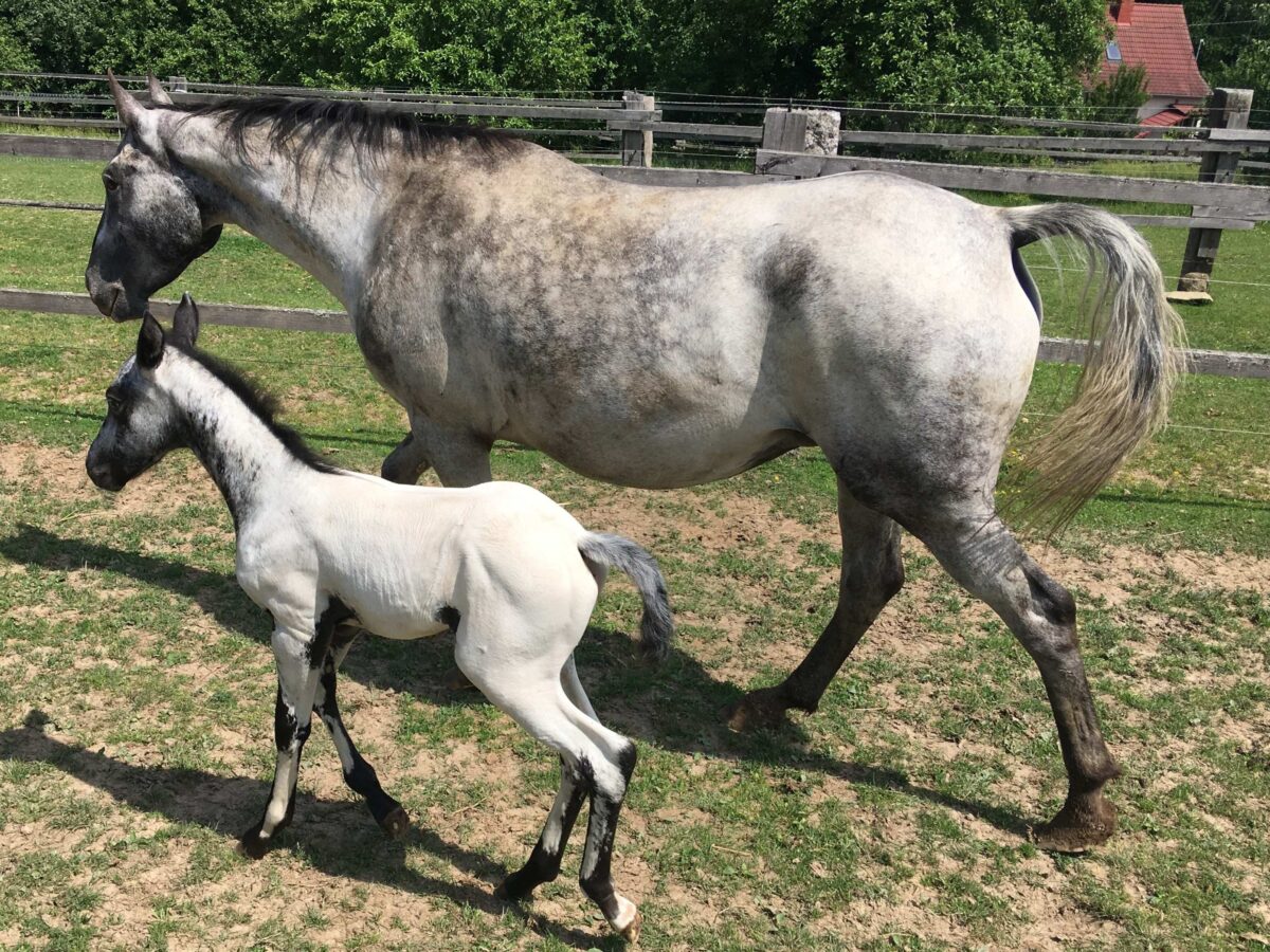 Elie and her filly