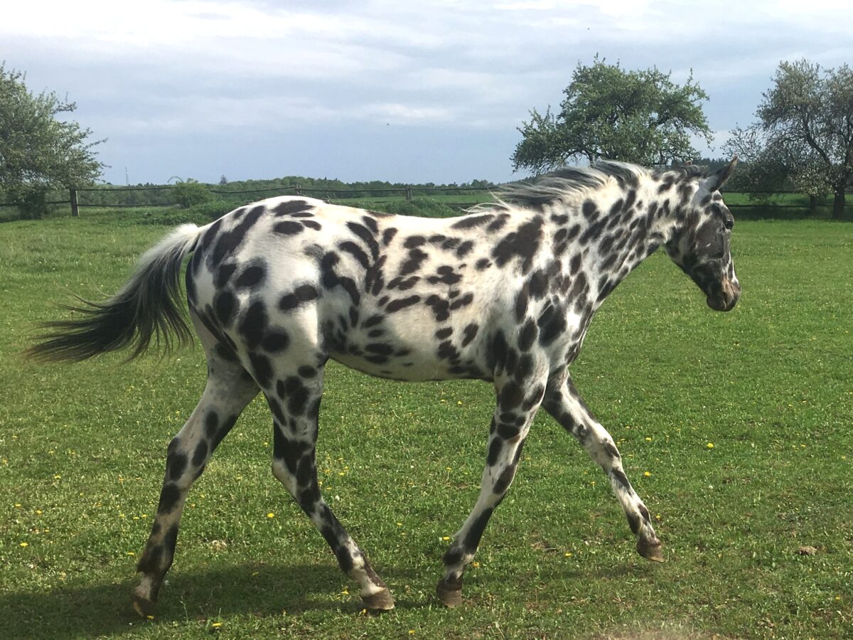 QUANAH May25