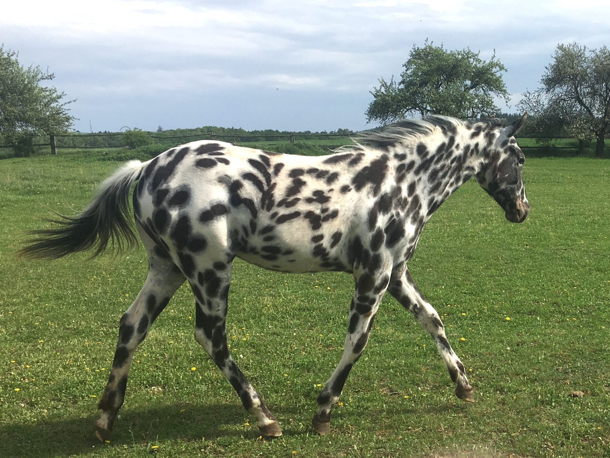 QUANAH May25