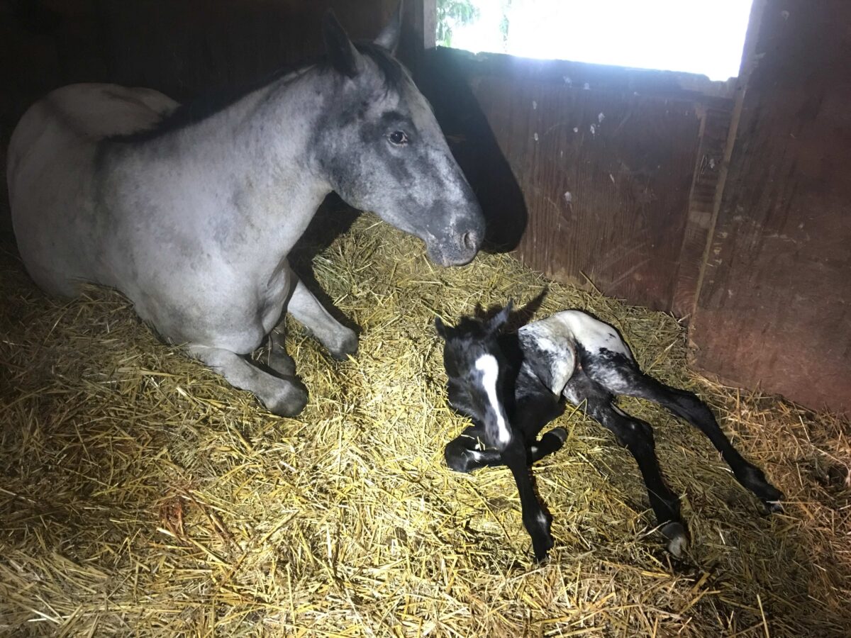 Elie and her filly 2026