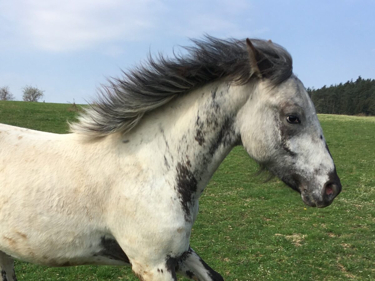 Pepper April 26