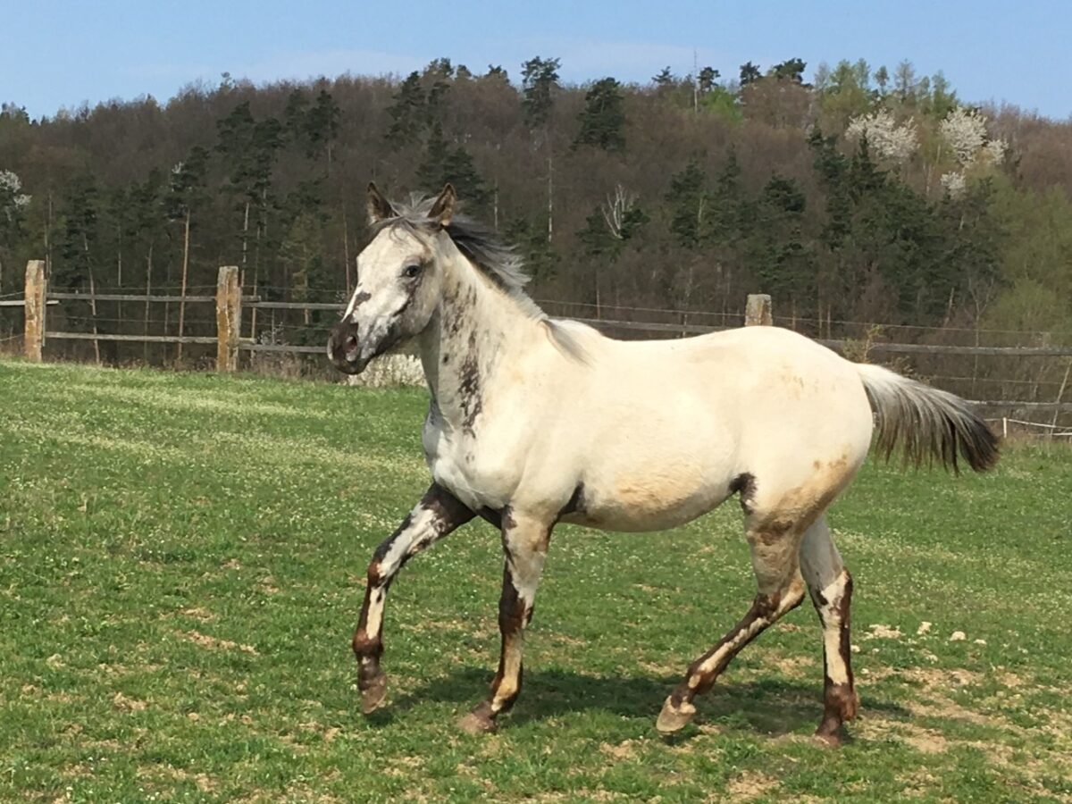 Pepper April 26
