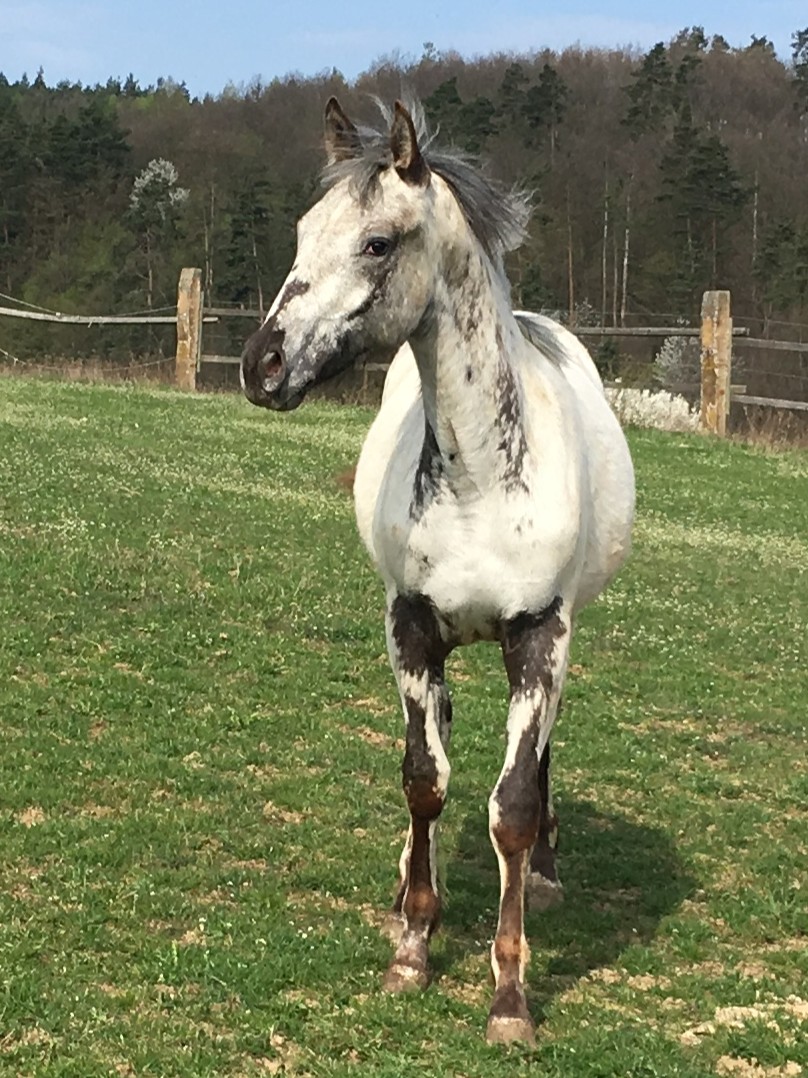Pepper April 26