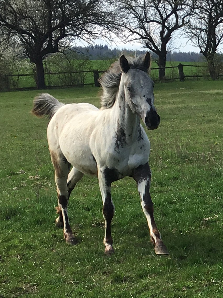 Pepper April 26