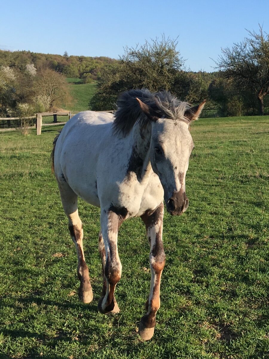 Pepper April 26