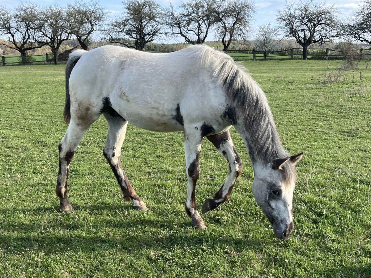 Pepper April 26