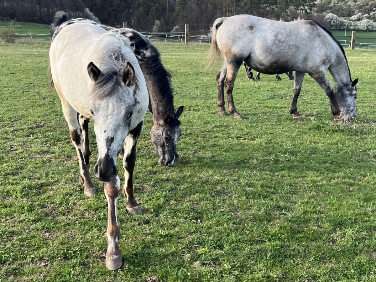Pepper April 26