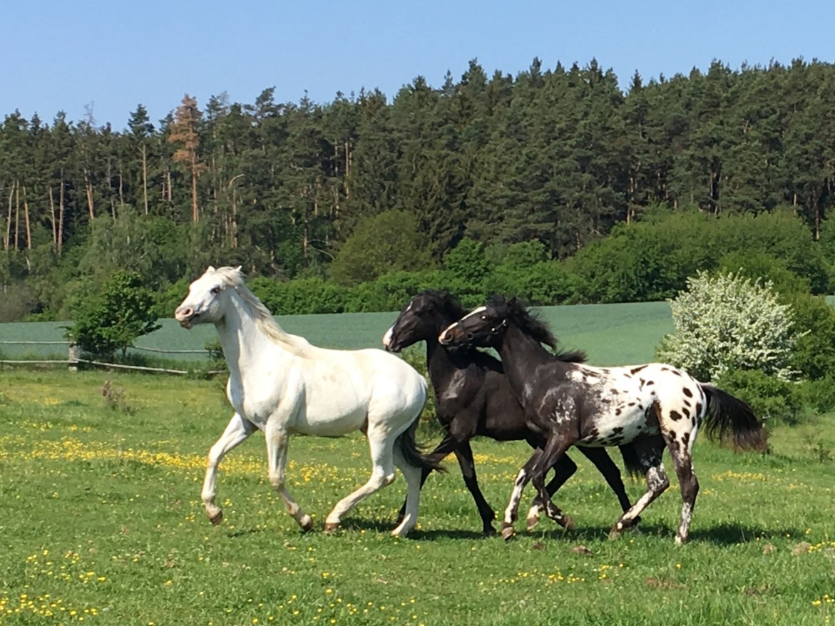 yearlings May 26